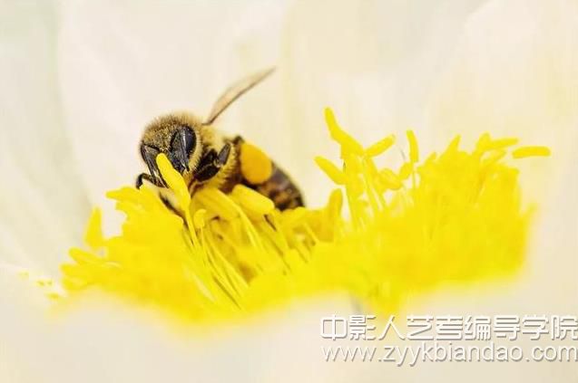 微距鏡頭1.jpg